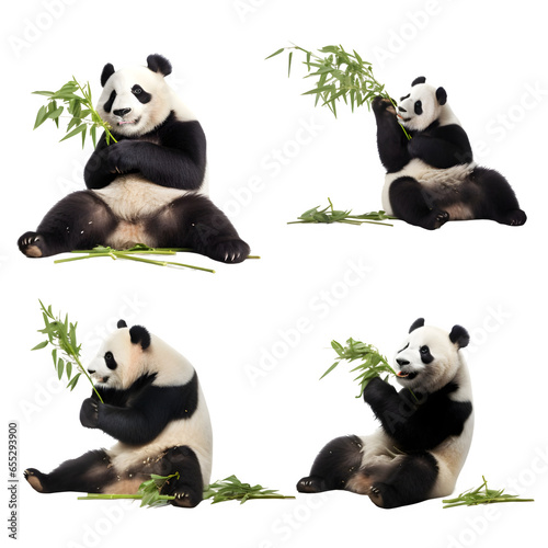 set of panda bears on transparent background © Patrick