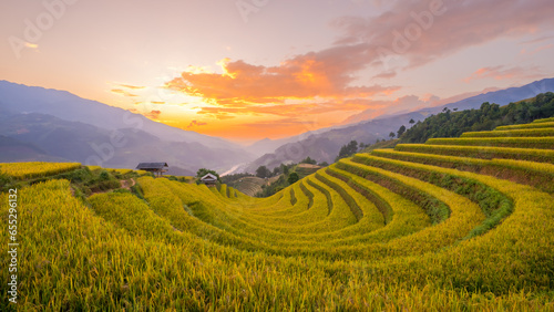 Ripe rice season  Mu Cang Chai terraced fields  Yen Bai Province  Vietnam.