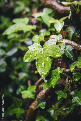 Closeup of ivy leaves with rain droplets