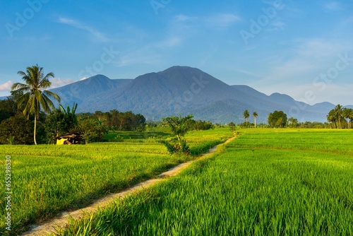 Beautiful morning view indonesia Panorama Landscape paddy fields with beauty color and sky natural light