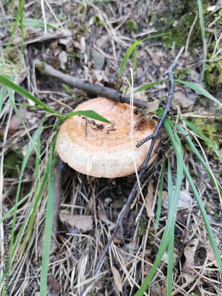 mushrooms in the forest