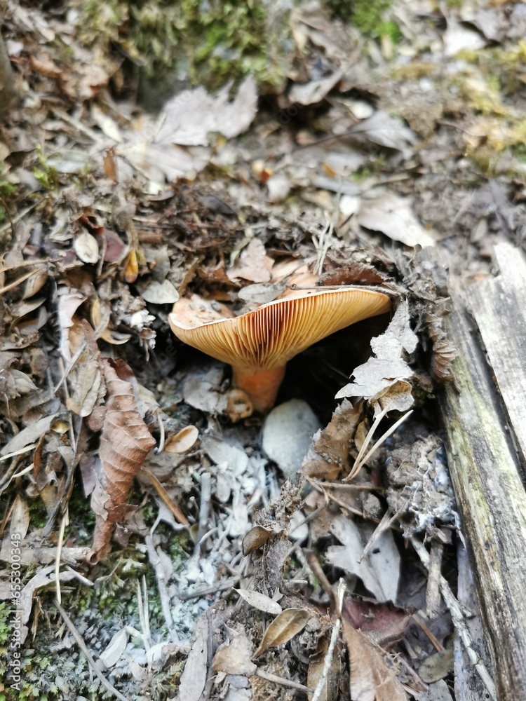 mushroom on the ground