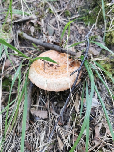 Obraz na płótnie mushrooms in the forest w salonie