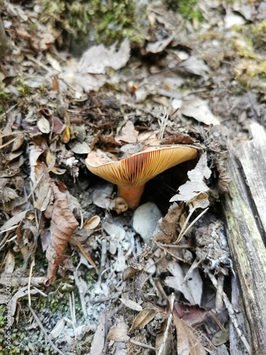 Obraz na płótnie mushroom on the ground w salonie