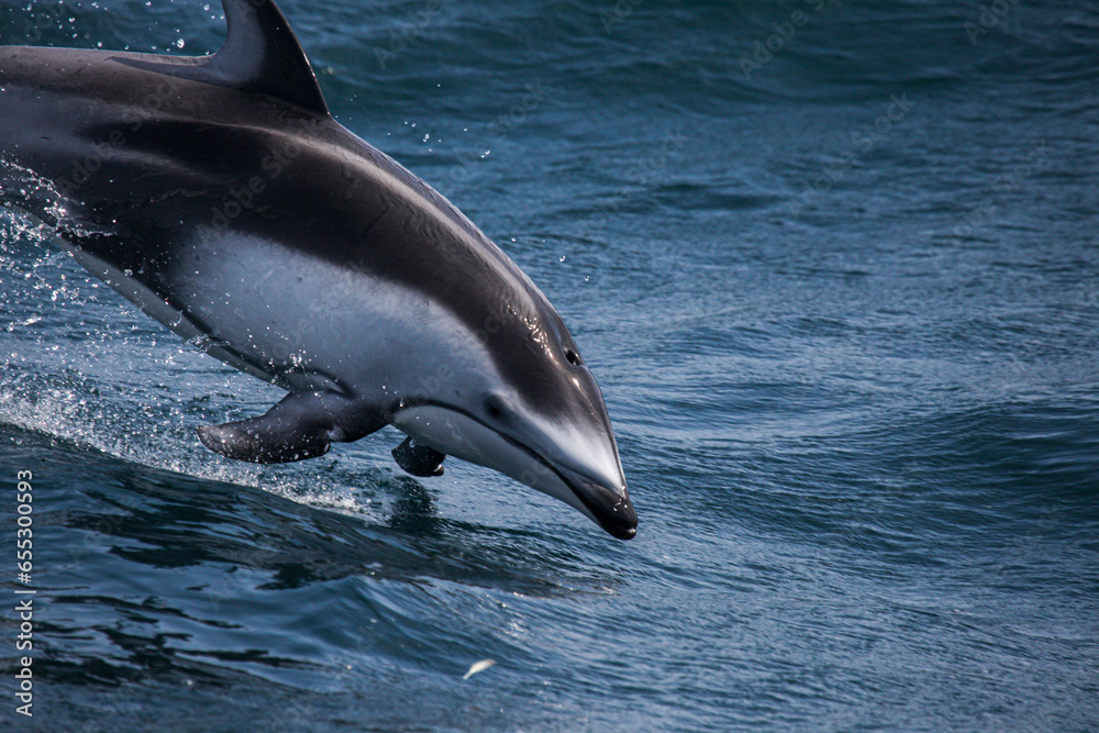 Fototapeta premium dolphin in the water