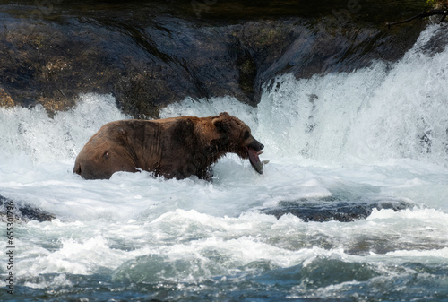 Brown Bears Catching Salmon at Brooks Falls, Katmai 