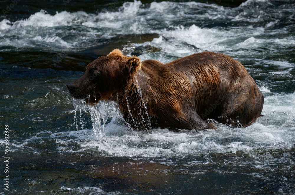Brown Bears Catching Salmon at Brooks Falls, Katmai Brown Bears Catching Salmon at Brooks Falls, Katmai