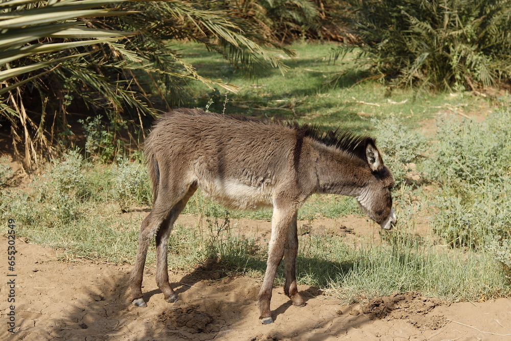 A small brown donkey in the countryside of northern Sudan A small brown donkey in the countryside of northern Sudan