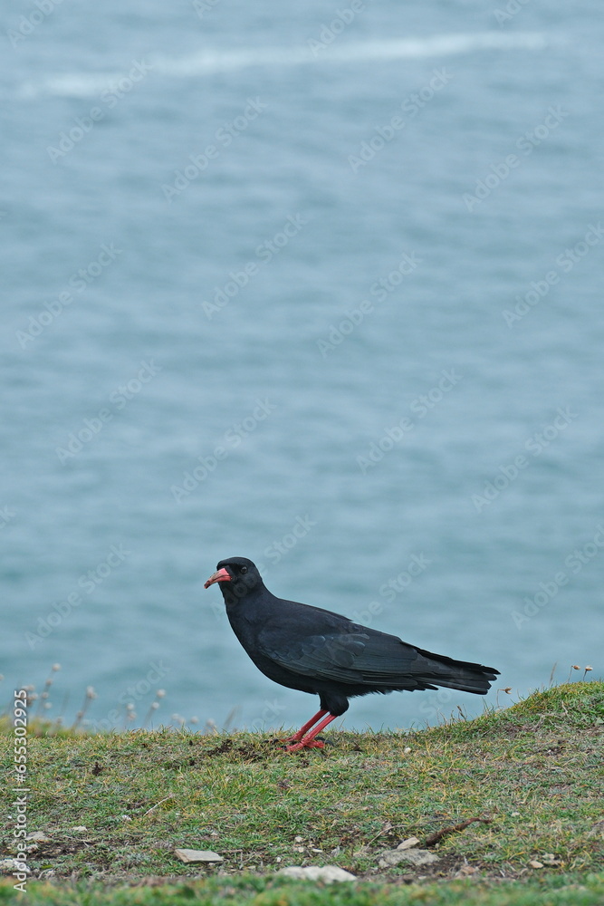 Chough on Cornish coast Chough on Cornish coast