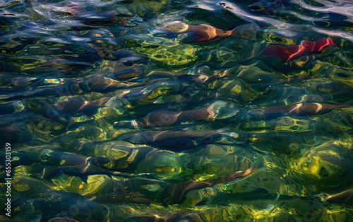 Salmon Run, Alaska © Betty Rong