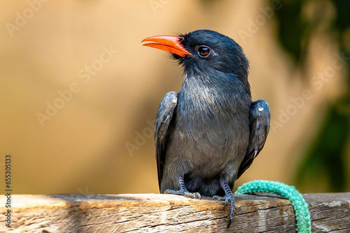 Black-fronted nunbird close up portrait photo