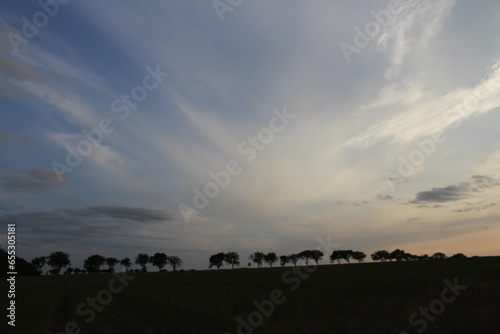 A group of trees in a field