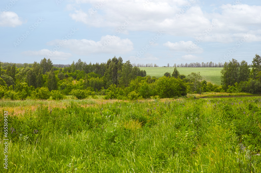 Summer landscape with fields, trees and sky. Summer landscape with fields, trees and sky.