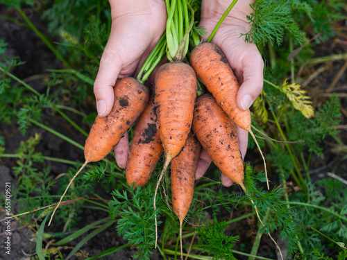 A person palms full of fresh harvested carrots