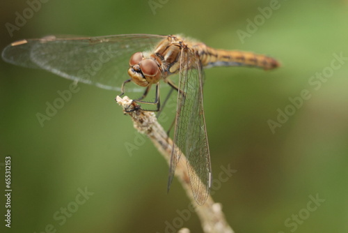 close up of a dragonfly © jana