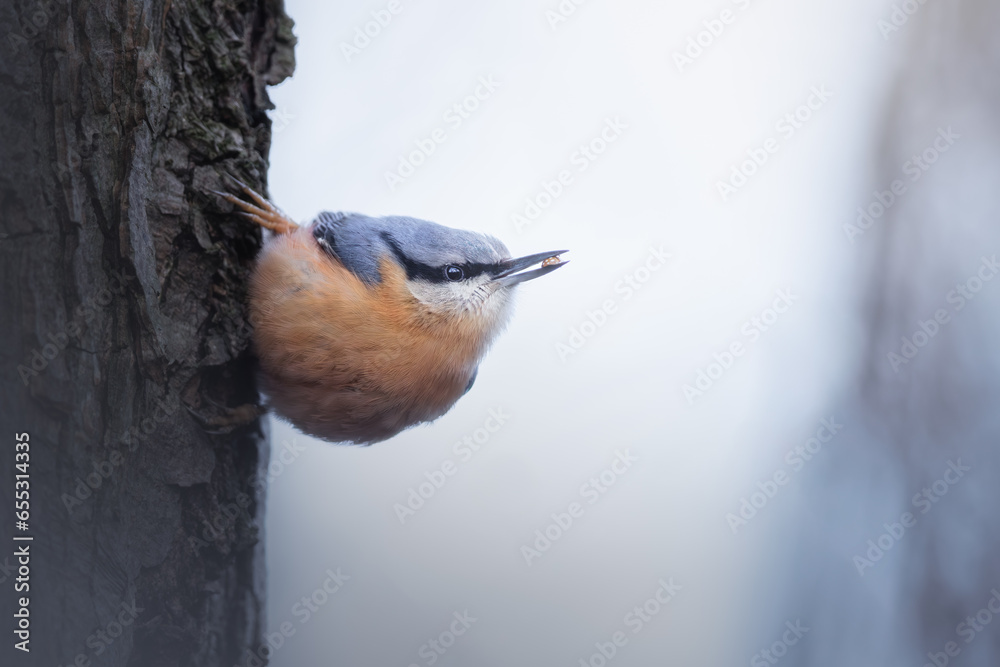 Nuthatch in the nature habitat. Eurasian Nuthatch, Sitta europaea, beautiful orange and blue-grey songbird sitting on the tree trunk, bird in the nature forest, wildlife Belgium. - obrazy, fototapety, plakaty 