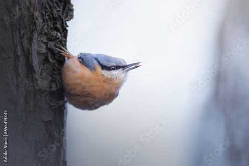 Nuthatch in the nature habitat. Eurasian Nuthatch, Sitta europaea, beautiful orange and blue-grey songbird sitting on the tree trunk, bird in the nature forest, wildlife Belgium. © Nathalie