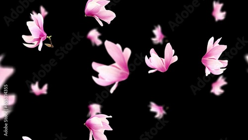 Pink flower Petals. Black screen. Loop. 