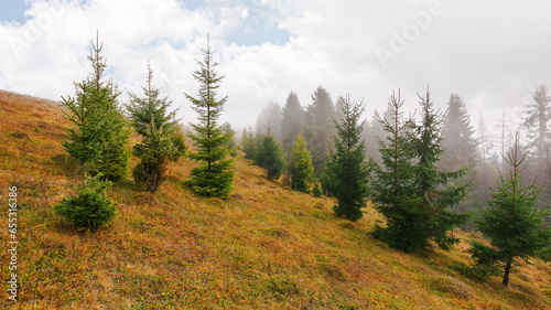 coniferous trees on the grassy hill. misty morning in autumn