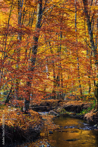 nature scenery with small river in autumn woods. primeval beech forest nature background on a sunny day
