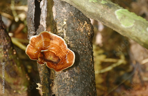 Microporus xanthopus mushroom growth for rain season on tree trunk in Chet Kod waterfall on Thailand  photo