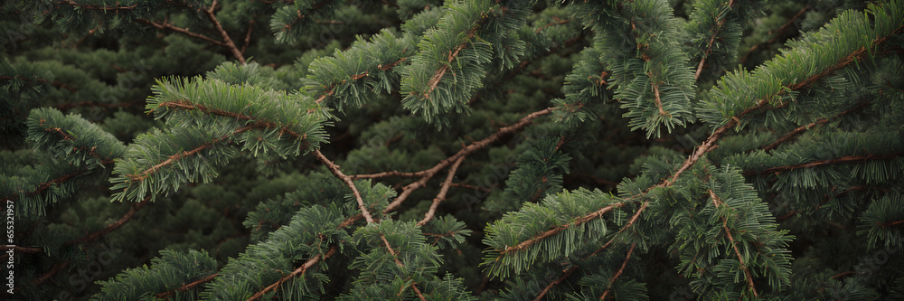 close up of branches, trees in nature close up of branches, trees in nature