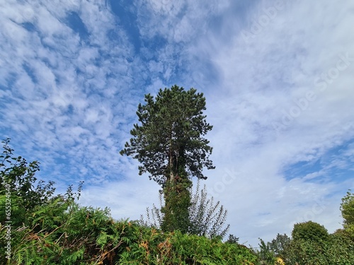 a wonderful huge tree with a beautiful scenic sky in Rahnsdorf photo