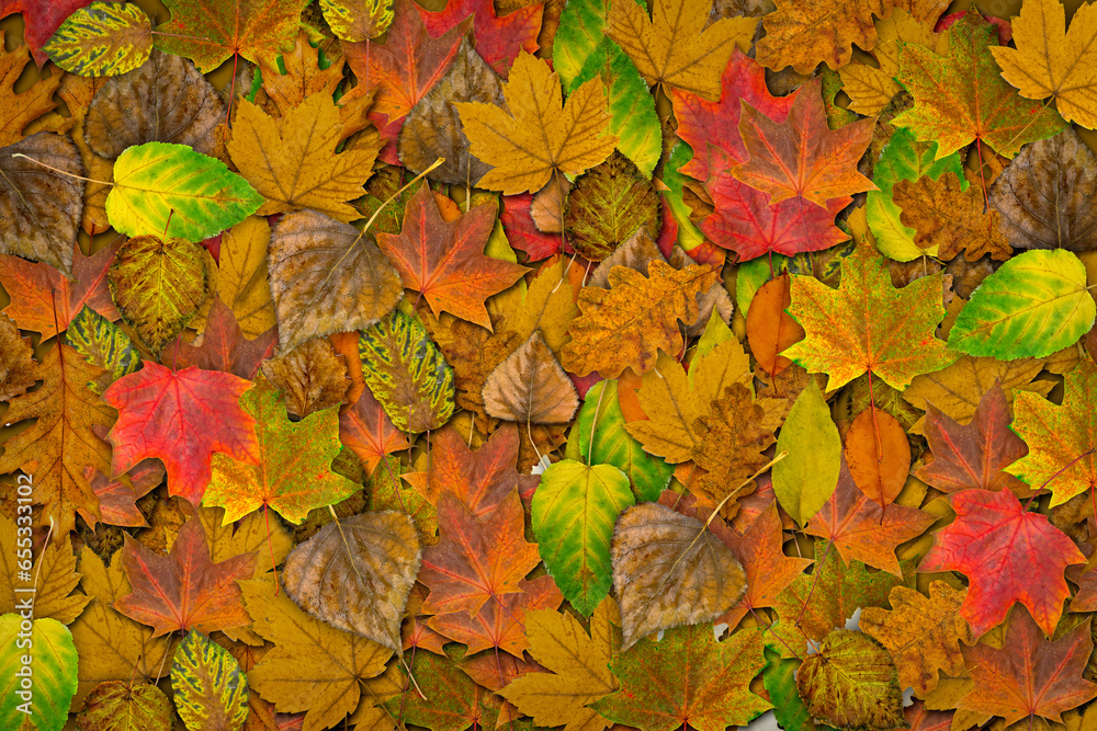 Yellow autumn background with fallen leaves close-up. Bright autumn colours