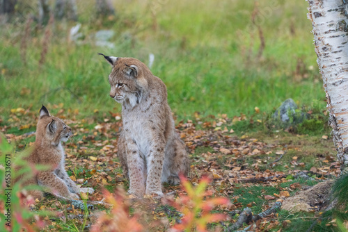 lynx in the forest