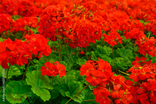 Lushly blooming bush geranium in a flower bed with bright scarlet flowers