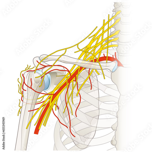 Nerves And Vessels Of The Shoulder. Brachial plexus. Medically illustration. Labeled photo