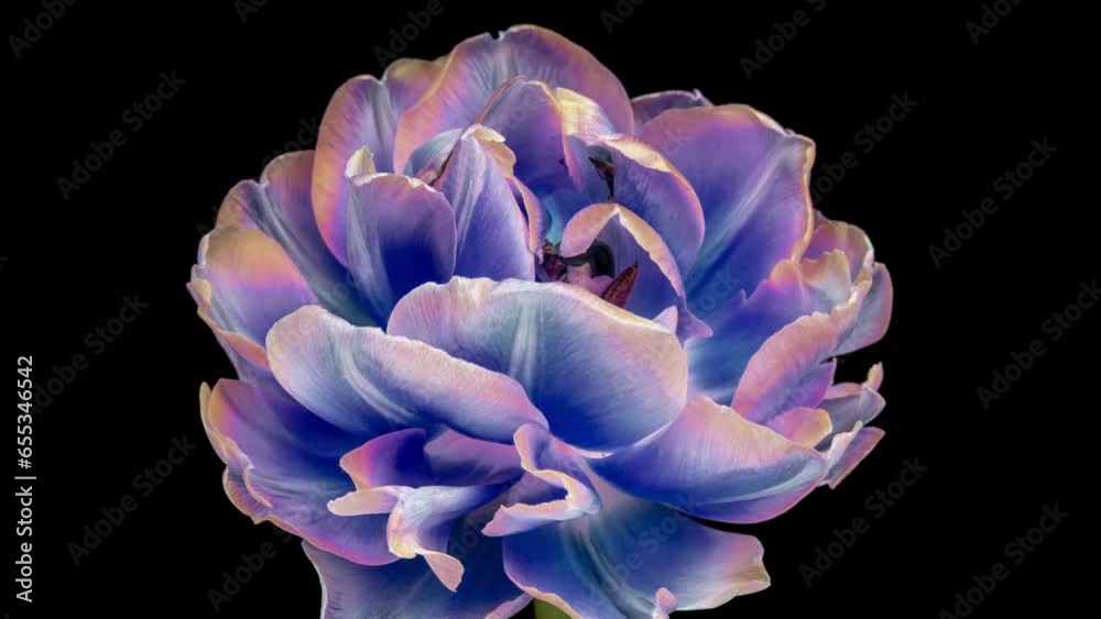 Amazing colorful tulip flower blooming on black background. Mothers Day concept. Holiday, love, birthday design backdrop
