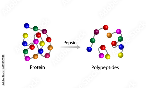 Pepsin, Protein Digestion in stomach. Gastric juice, pepsin and hydrochloric acid, digesting and breaking the protein into small peptides. Vector illustration.