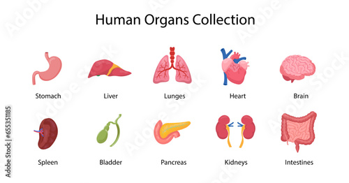 Human internal organs set. Brain, heart, lungs, stomach, intestines, kidneys, liver, spleen isolated on white background, vector flat illustration