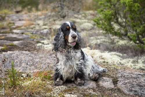Portrait of an English Cocker spaniel on Lake Ladoga. The dog is sitting on a rocky ledge. The head is slightly turned to the right.