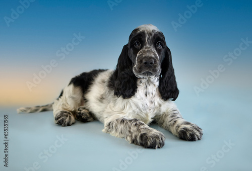 Portrait of a beautiful, purebred English Cocker Spaniel puppy. The baby is lying, looking into the frame. Age two months. The color is blue roan. In the background there is a blue sky with sunset.