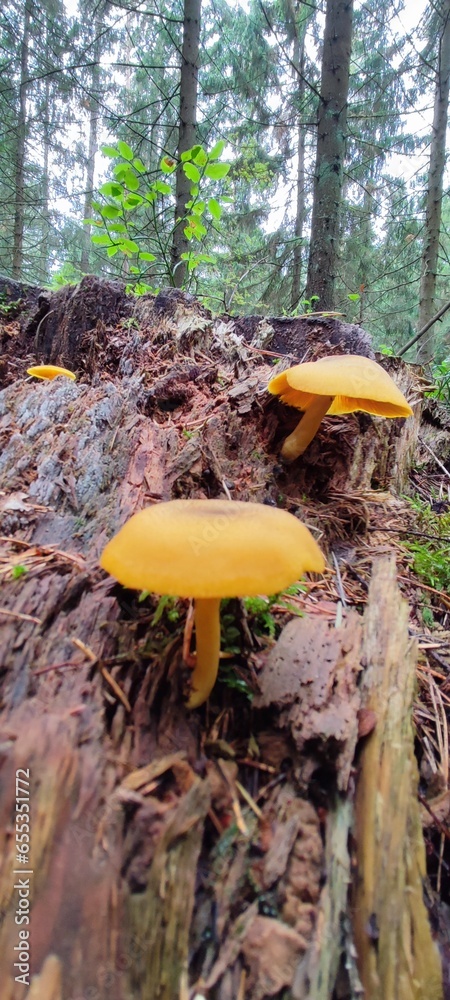 Fototapeta premium mushrooms in the forest