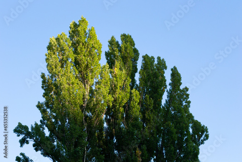 A group of poplars is illuminated by the light of the setting sun in the evening (ID: 655352538)