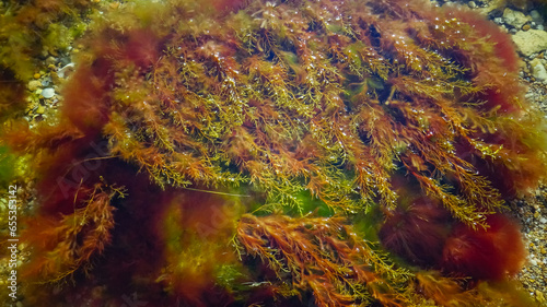 Brown algae macrophytes Cystoseira barbata and other green and red algae at the bottom of the Tiligul estuary photo