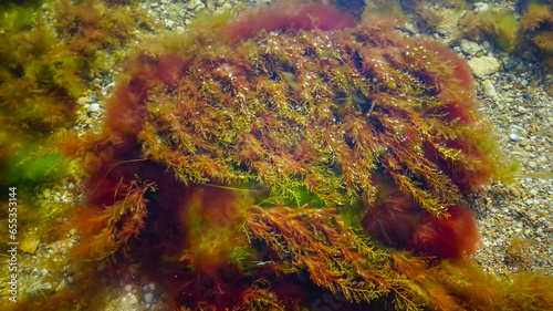 Brown algae macrophytes Cystoseira barbata and other green and red algae at the bottom of the Tiligul estuary photo