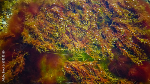 Brown algae macrophytes Cystoseira barbata and other green and red algae at the bottom of the Tiligul estuary