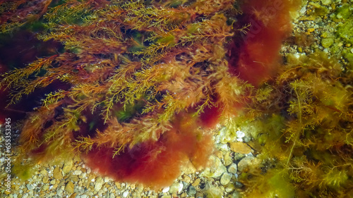 Brown algae macrophytes Cystoseira barbata and other green and red algae at the bottom of the Tiligul estuary