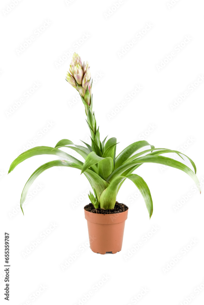 Bromeliad plant in flowerpot isolated on white background Bromeliad plant in flowerpot isolated on white background