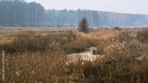 Dry vegetation on the swampy meadow in autumn
