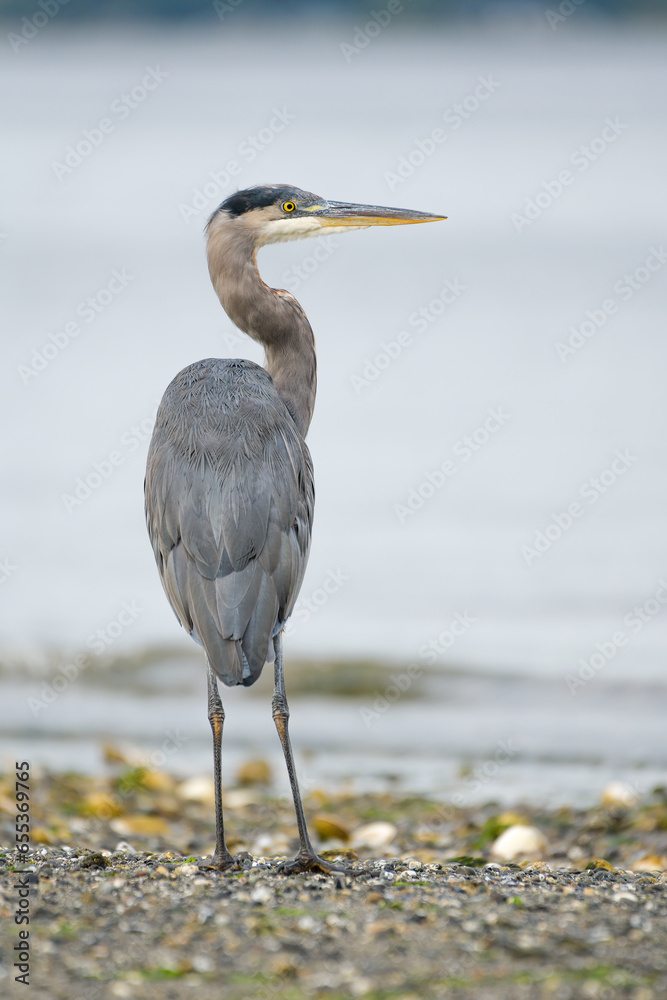 Great Blue Heron ardea herodias standing upright on the edge of the water on a shoreline Great Blue Heron ardea herodias standing upright on the edge of the water on a shoreline