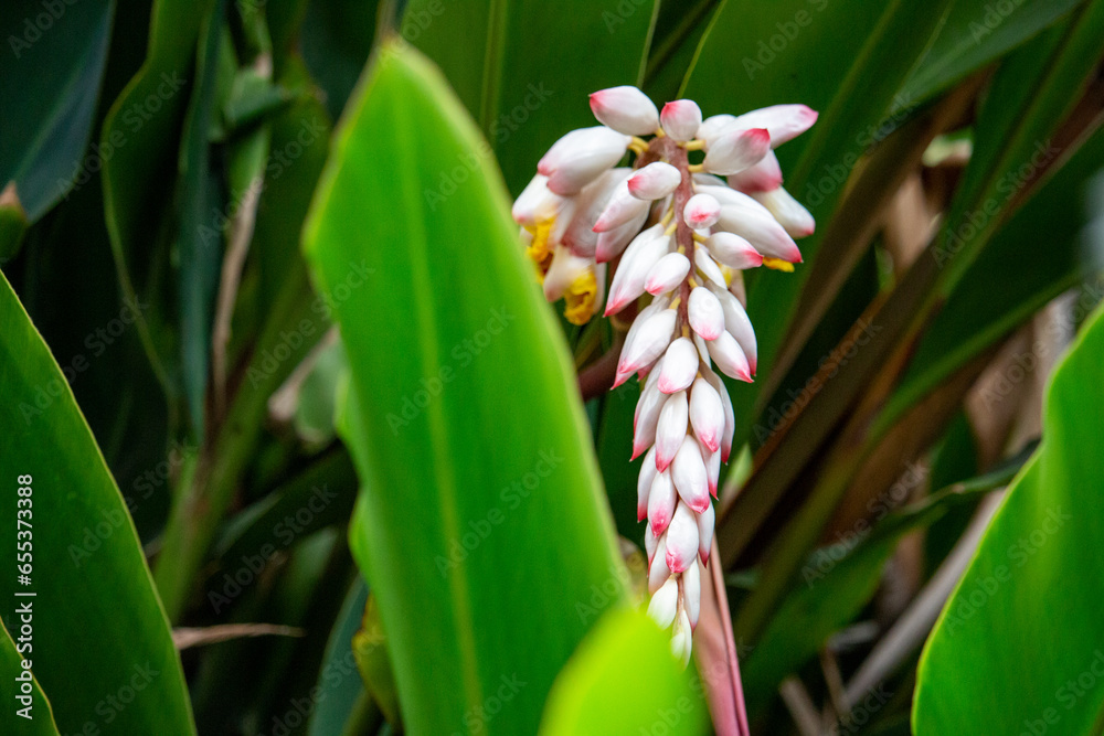 Fototapeta premium Flor da colônia (Alpinia speciosa ou Alpinia Zerumbet). No Brasil é encontrada em várias regiões, com os nomes populares Azucena-de-porcelana, gengibre-concha, alpínia e flor de cera.