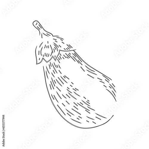Wallpaper Mural hand drawn sketch of brinjal vector design  Torontodigital.ca