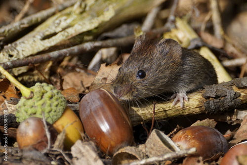 Bild auf Leinwand A vole in autumn setting