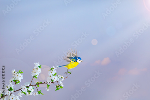 A bird in a wonderful nature view. Clean strong background. Bird: Blue tit. © serkanmutan