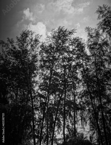 black and white photo of trees and Sunshine and a cloudy sky